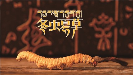 那曲新鮮冬蟲夏草什么時候采挖？